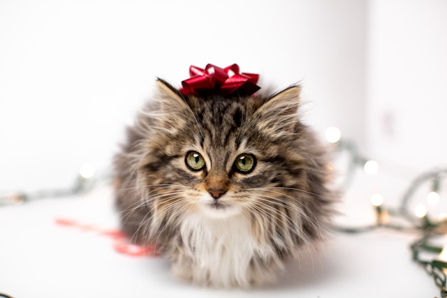 de-5-meest-sociale-katten