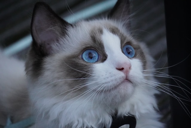 de-5-meest-sociale-katten